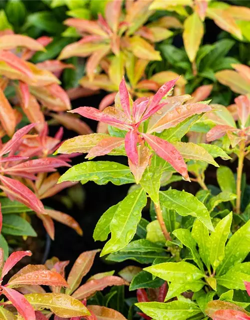 Pieris japonica 'Mountain Fire'