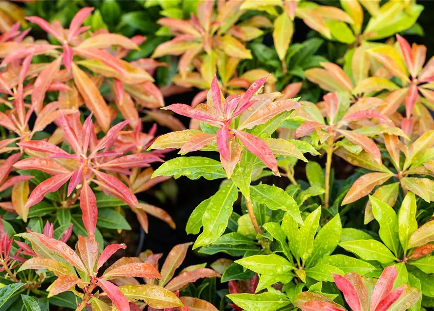 Pieris japonica 'Mountain Fire'