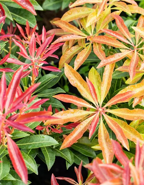 Pieris japonica 'Mountain Fire'