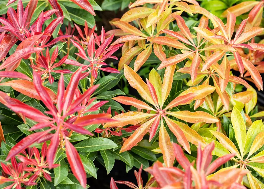 Pieris japonica 'Mountain Fire'