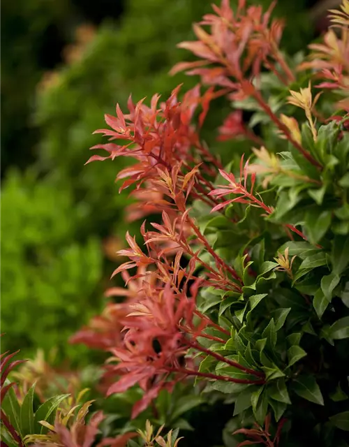 Pieris japonica 'Mountain Fire'