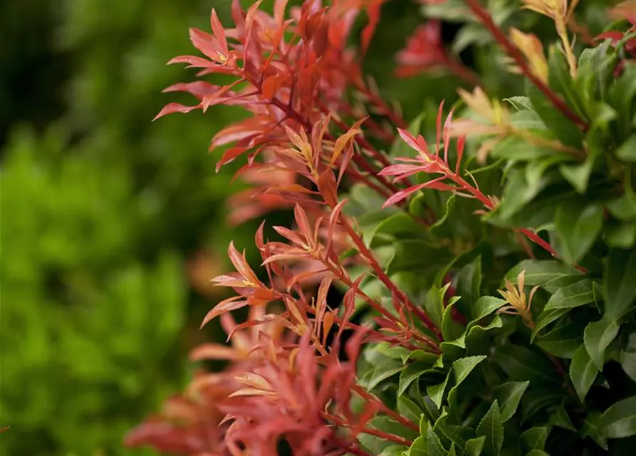 Pieris japonica 'Mountain Fire'