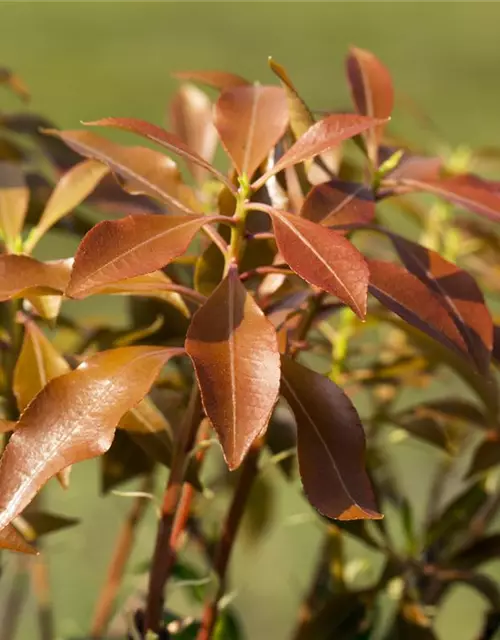 Pieris japonica 'Mountain Fire'