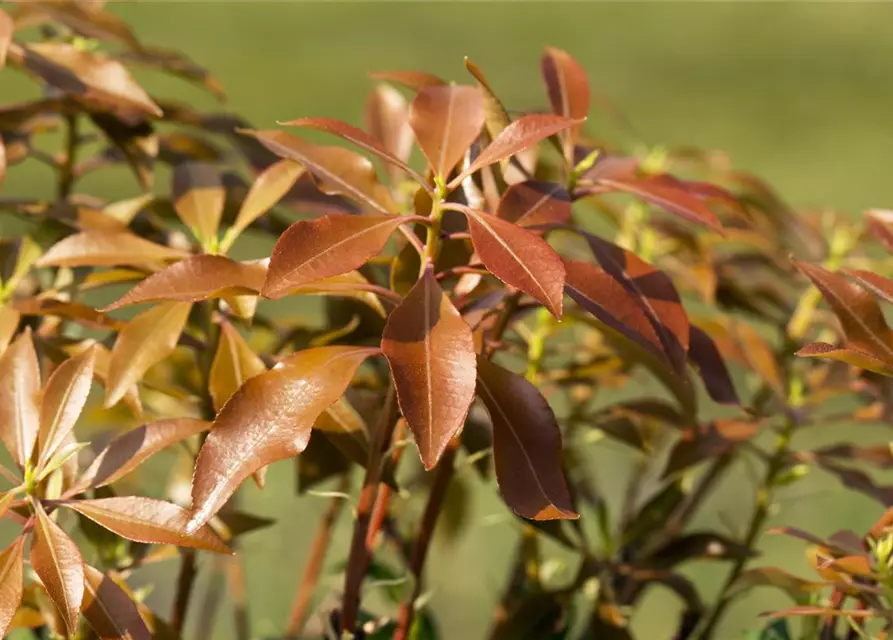 Pieris japonica 'Mountain Fire'