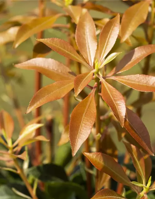 Pieris japonica 'Mountain Fire'