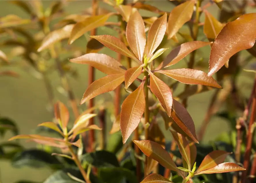 Pieris japonica 'Mountain Fire'