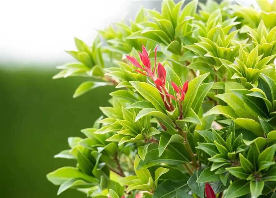 Pieris japonica 'Mountain Fire'