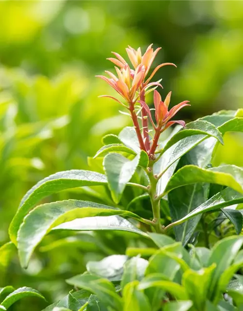 Pieris japonica 'Mountain Fire'