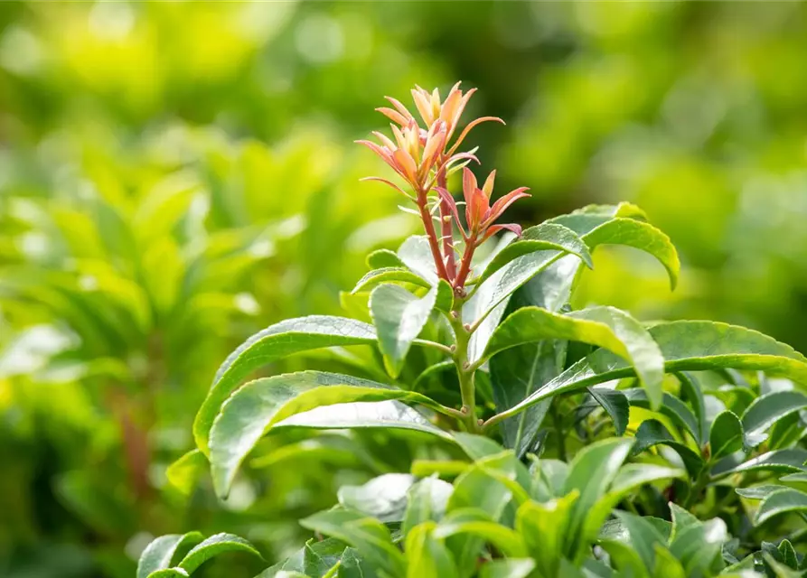 Pieris japonica 'Mountain Fire'