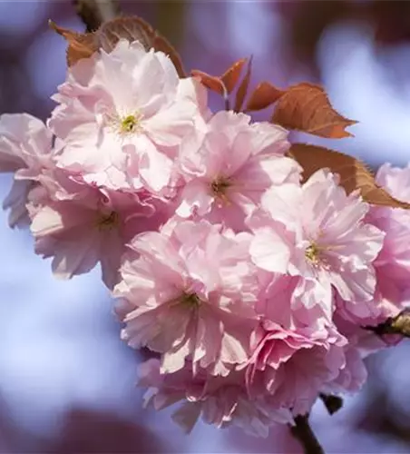 Prunus subhirtella 'Accolade'