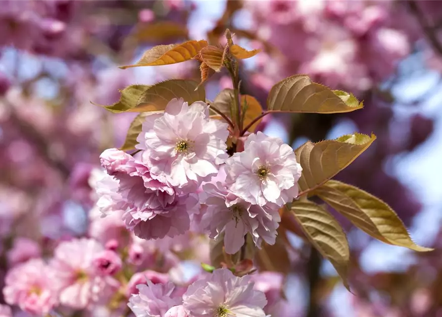 Prunus subhirtella 'Accolade'