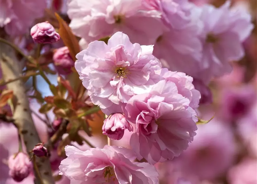 Prunus subhirtella 'Accolade'