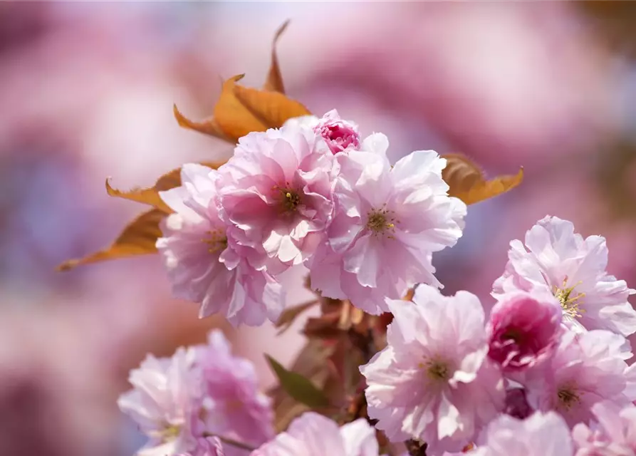 Prunus subhirtella 'Accolade'