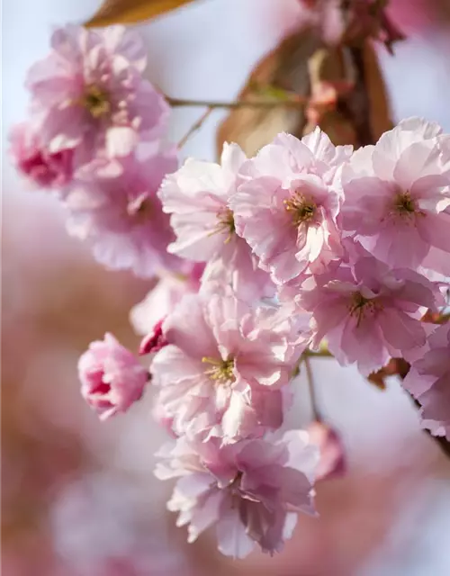 Prunus subhirtella 'Accolade'