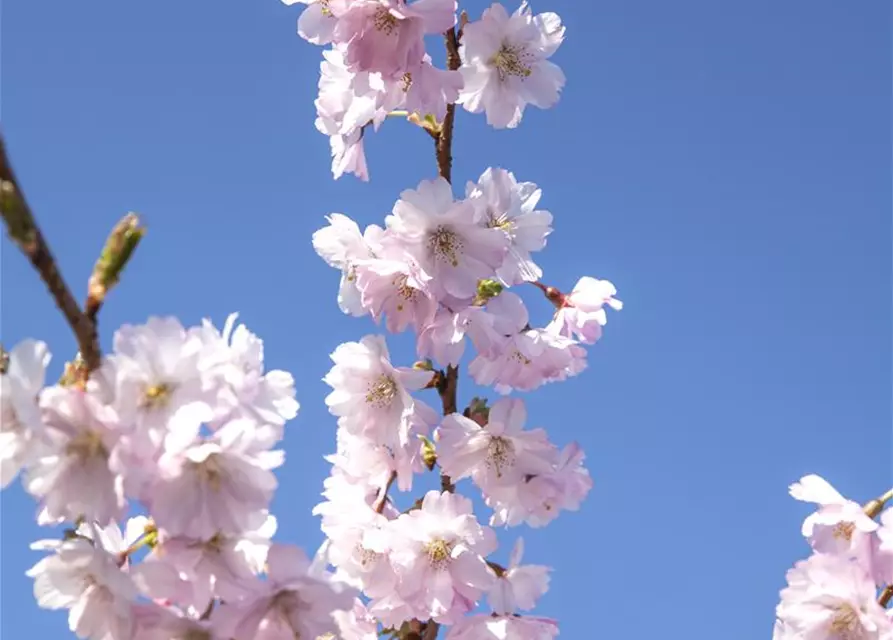 Prunus subhirtella 'Accolade'