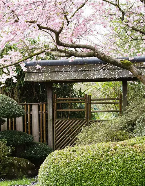 Prunus subhirtella 'Accolade'