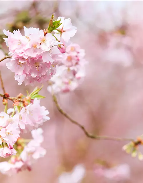 Prunus subhirtella 'Accolade'