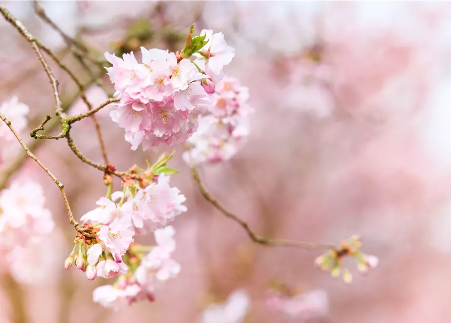 Prunus subhirtella 'Accolade'