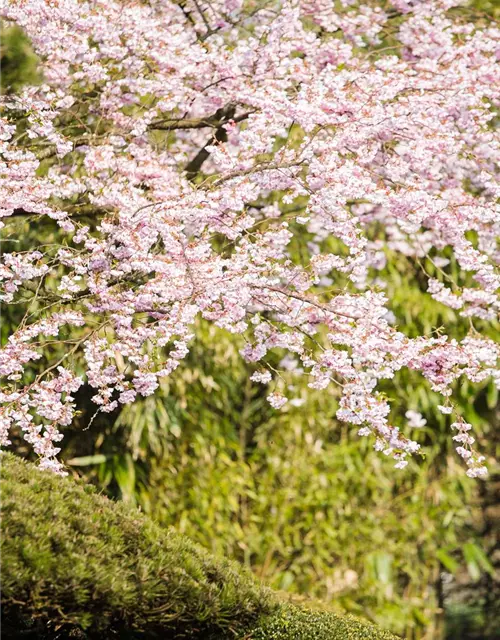 Prunus subhirtella 'Accolade'