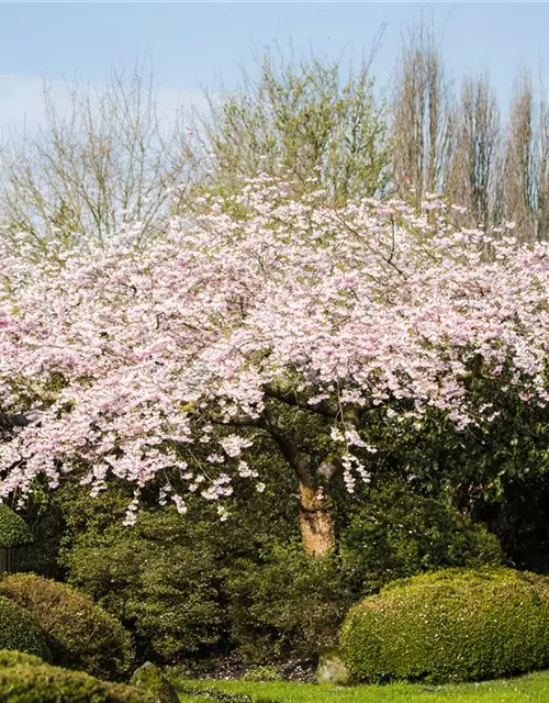 Prunus subhirtella 'Accolade'