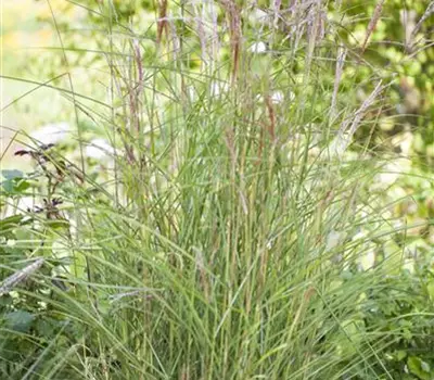 Miscanthus sinensis 'Kleine Fontäne'