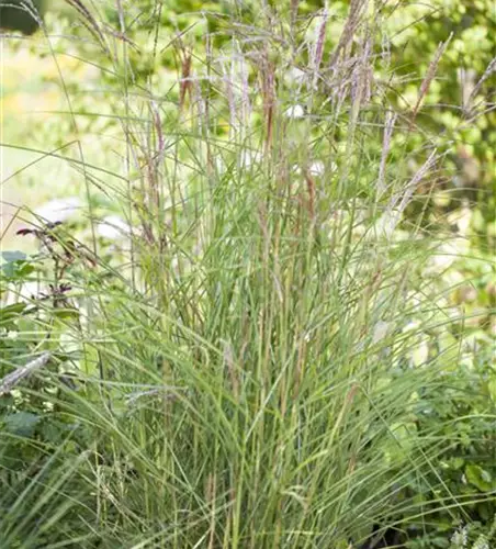 Miscanthus sinensis 'Kleine Fontäne'