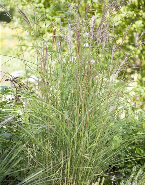 Miscanthus sinensis 'Kleine Fontäne'