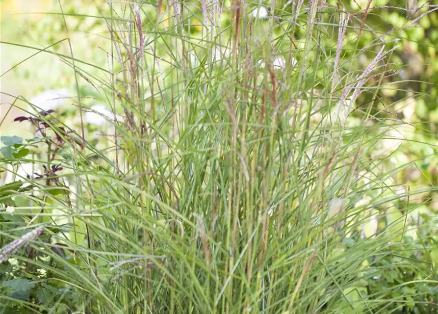 Miscanthus sinensis 'Kleine Fontäne'