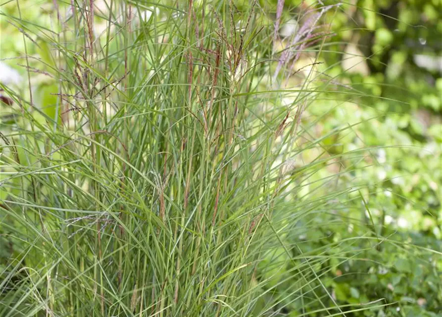 Miscanthus sinensis 'Kleine Fontäne'