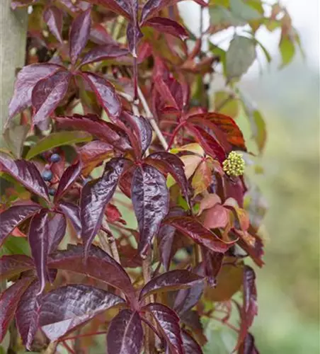 Parthenocissus quinquefolia