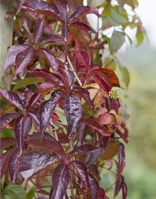 Parthenocissus quinquefolia