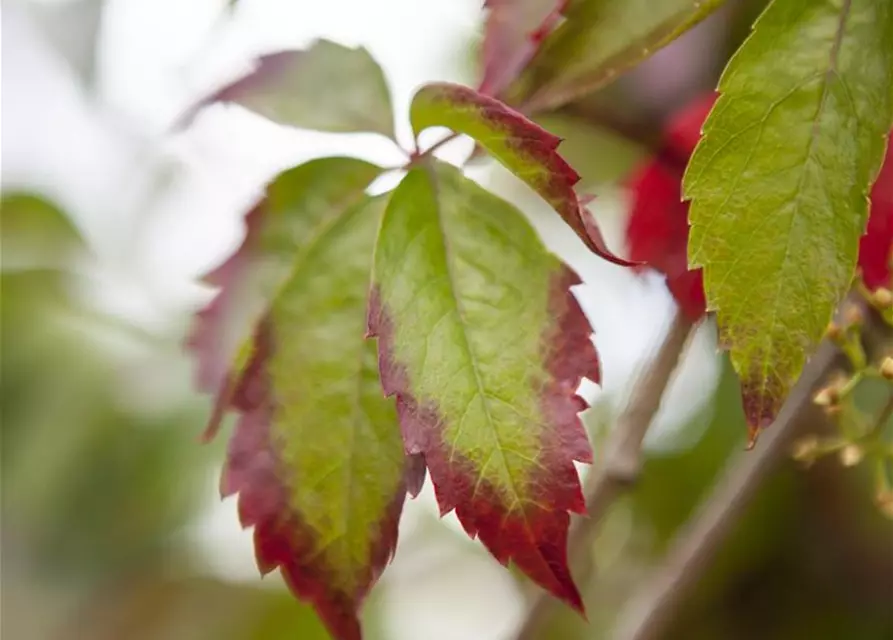 Parthenocissus quinquefolia