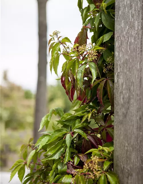 Parthenocissus quinquefolia