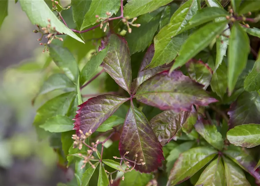 Parthenocissus quinquefolia