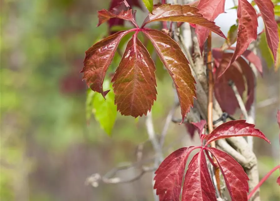 Parthenocissus quinquefolia