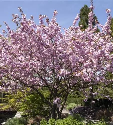 Prunus, Zierkirsche