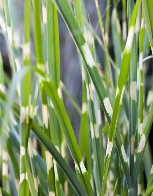 Miscanthus sinensis 'Strictus'