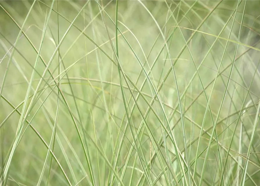 Miscanthus sinensis 'Strictus'