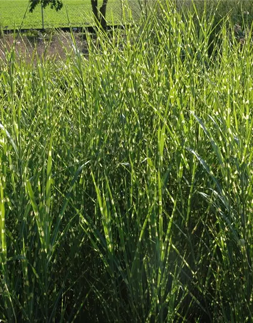 Miscanthus sinensis 'Strictus'