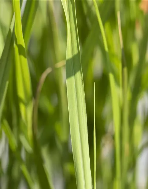 Miscanthus sinensis 'Strictus'