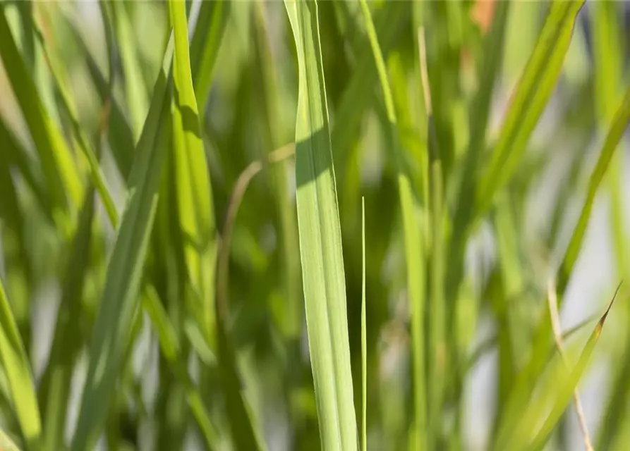 Miscanthus sinensis 'Strictus'