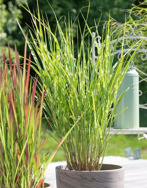 Miscanthus sinensis 'Strictus'