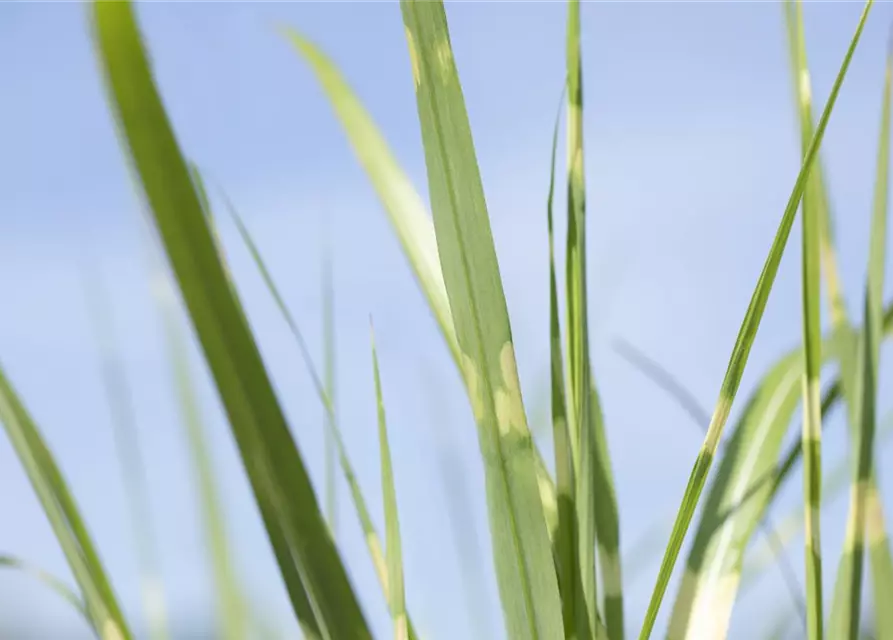 Miscanthus sinensis 'Strictus'