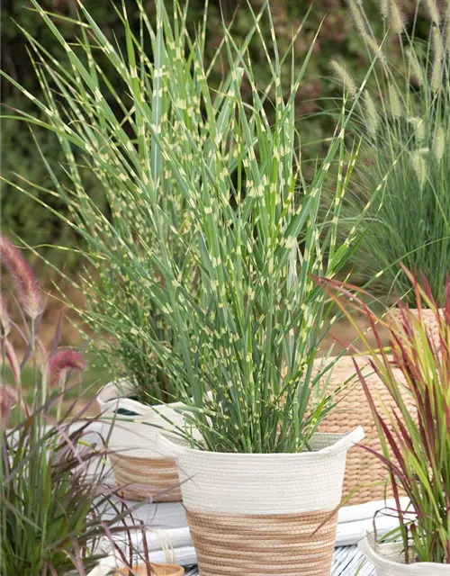 Miscanthus sinensis 'Strictus'