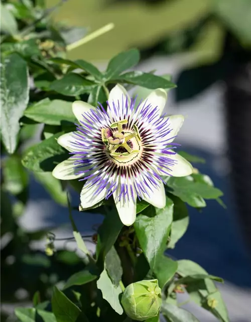 Passiflora caerulea