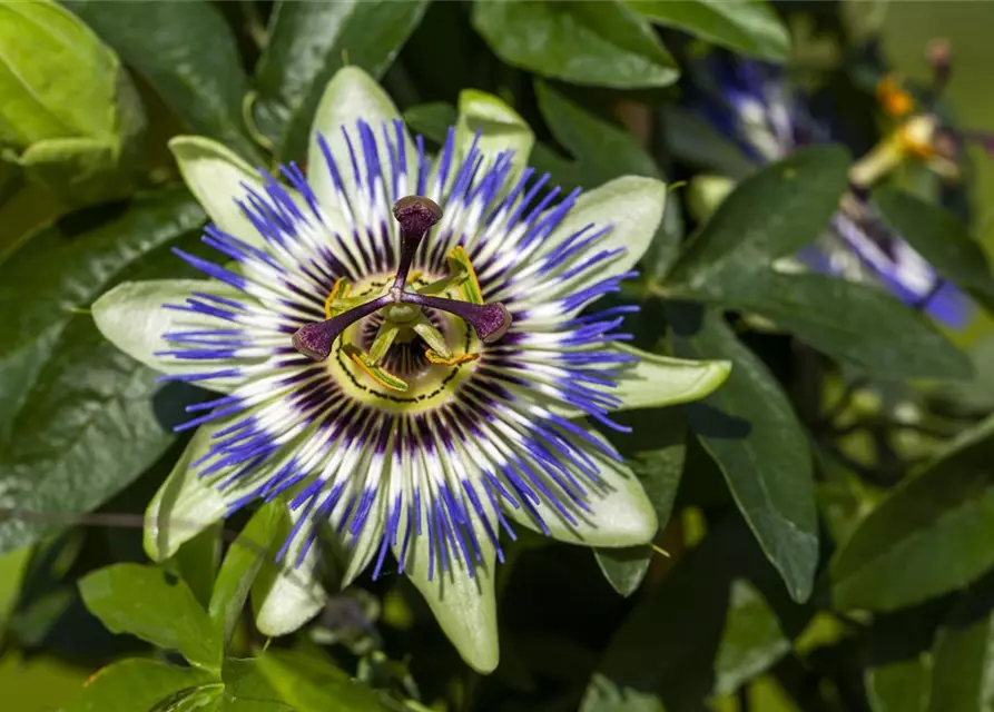 Passiflora caerulea