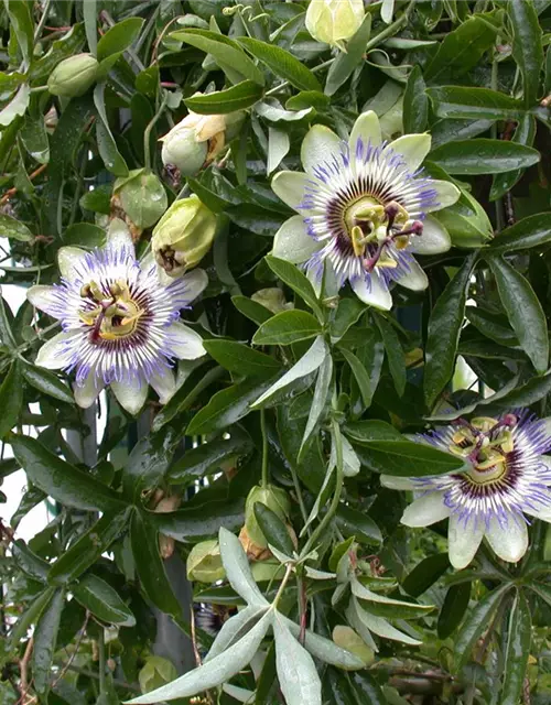 Passiflora caerulea