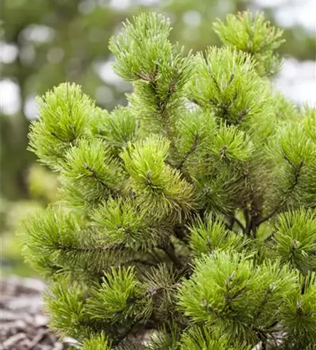 Pinus mugo