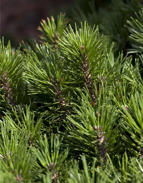 Pinus mugo