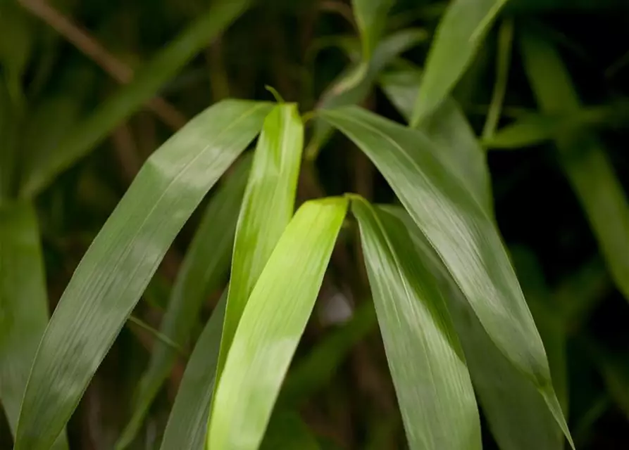 Pseudosasa japonica